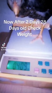 2.9K views · 72 reactions | Scroll page down and check his previous weight and after 3 days check this chick weight ,he is eating our Canadian breed Larva Whats App for Detailed 03021019848 | Asils World Of Faisal Butt | Facebook