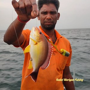 Deep Sea Catching Yellowtail Snapper fish | Kadal mariyan- fishing