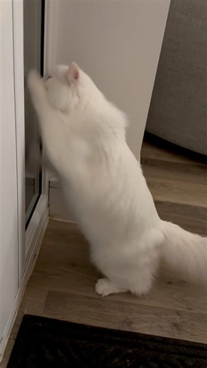 20K views · 381 reactions | That sniffing sound is not a dog outside… it is Donut  what is he sniffing, you may ask? No clue 藍#catsoffacebook #cat #sniff #catlover #catoftheday #catlife #catvideo #funnyvideo #viral #viralcat | A Cat Called Donut | Facebook