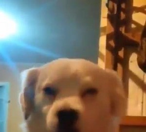 310K views · 10K reactions | Breakbot - Baby I'm Yours. | El mismo video del perrito bailando diferentes canciones | Facebook