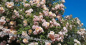 Plantas: Botón arbusto, Cephalanthus occidentalis - todo para cuidar | 2025