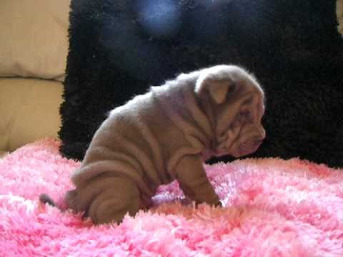 Chinese Shar Pei Lilac Female