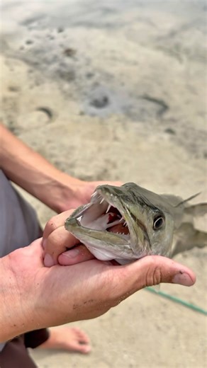 Aruba Barracuda Catch, Clean, & Cook!!