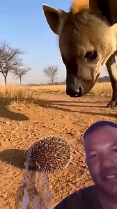 स्यालले आज चाहिँ गजबले भेटायो🤷 #GoodEveningEveryone #शुभसाँझ #everyoneシ゚viralシviralシfypシ゚viralシalシ | Sun Prasad Ramajali