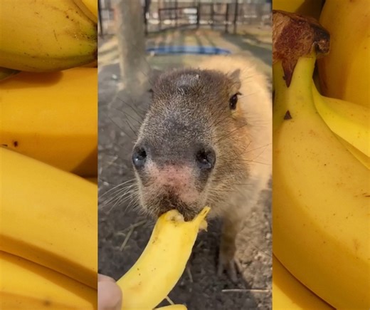 2.2K views · 102 reactions | Monday munchies with Shaggy our Capybara  | Indian Creek Zoo | Facebook