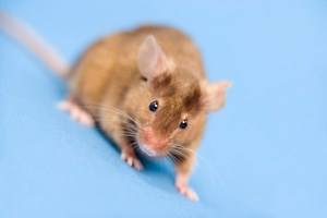 How To Get Rid Of Lawn Mice - Garden Guides