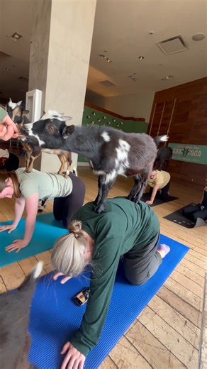 Mindful moments with my four-legged zen master 🐐✨ #GoatTherapy #CozyYoga #IndoorGoatYoga #GoatSnuggles #RockyMountainGoatYoga #colorado #denver #goatflixandchill #goatstaticdance #shamanicgoat #goatsofinstagram #thingstodoincolorado #thingstodoindenver #goatlove #goatastic #singles #fyp #goatadvocates #goattherapy #animalassistedtherapy #multipass #rmgy #goatyogamultipass #meanwhileblock #thingtodoincoloradosprings #thingstodoinfortcollins #fortcollins #goattherapy #aspengrove #theshopsatnorthf