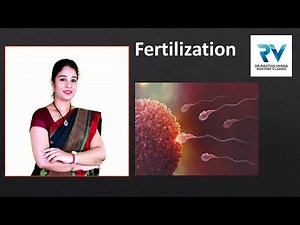 Stages of Fertilization by Dr. Rajitha Vanga