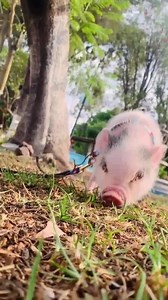Cutie ❤️ . Video by📽️ elvis.minipig | Pigvibes