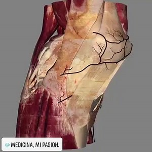 Anatomía de la rodilla. | Medicina, Mi Pasion.