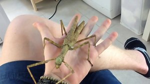 Stick Insect (Phasma gigas) More on Bugs and Science | Bugs and Science