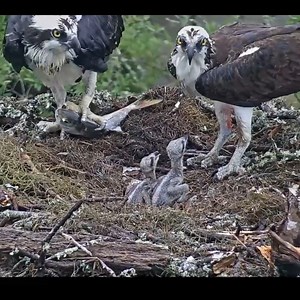 Live Fish Fed To Osprey Chicks On Wet Day In Savannah #birds #bird #nature #birdsofinstagram #wildlife #birdphotography #naturephotography #wildlifephotography #photography #birdwatching #birdlovers #birding #animals #naturelovers #best #of #love #birdstagram #ig #parrots #photooftheday #captures #art #canon #aves #nikon #perfection #parrot #animal #birdlife | Bird world