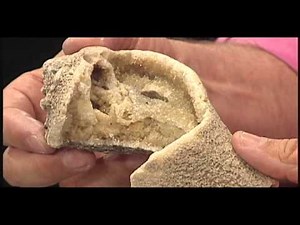 Nature Notes Recrystallized Shell from a Reef