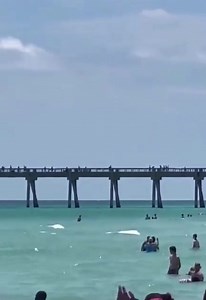 🔴 Bañistas huyen despavoridos por un tiburón en la playa de Navarre Beach, Florida 😱🦈 Hasta ahora no se reportan incidentes. | Noticias 24siete