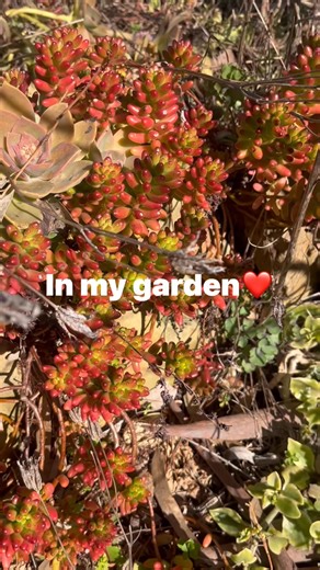 GoodMorning❤️ Garden Statue with my red Jelly bean so Pretty😂❤️ #gardenlovers | Locarno farm Nursery