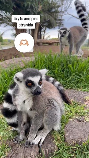 Africam Safari on Reels