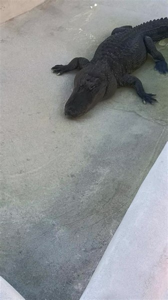 Sweet little Hector gets a morning snack. Sometimes it's hard to get those old wheels moving in the morning. please check out and subscribe to the YouTube channel "Gatorboys Outdoors" #gatorboys #rescue #animal #alligator #gators #gator #paulbedard #evergladesholidaypark #everglades #crocodile #croc #grateful, #nuisancealligator | Gatorboys Paul