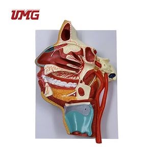 [Hot Item] Medical Human Anatomical Head Model for Biology Teaching Model