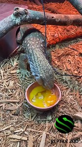 23K views · 424 reactions | Hungry hungry LIZARDS! 襤年 #kyreptilezoo #snakes #venomoussnakes #reptiles #venomous | Kentucky Reptile Zoo | Facebook