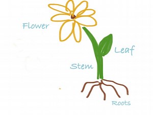 Labeling Plant Parts