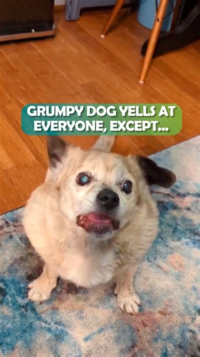 145K views · 3.1K reactions | Sassy dog tells everyone what to do  #rescuedog #bossydog #cuddlebuddies | Cuddle Buddies | Facebook