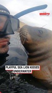 Playful Sea Lion Kisses Underwater | The Mighty McClures