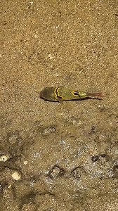 Amazing viral video | Hi Patrick