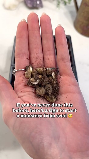 I was not sure what to expect but all of my monstera seeds sprouted! 🌿✨ Have you ever grown a monstera from seed, or any other houseplant? | Easy Growing