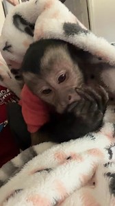 He sure does have little hands🥰 #oliverlincoln #sweet | Three Little Rascals