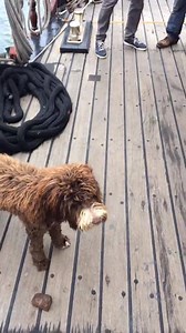 3.2K views · 41 reactions | Sail Boston #ParadeOfSail | Atyla Ship | Facebook