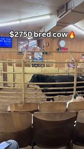 Beautiful black cow 7 months bred sold for $2750 in #lexington Texas today . | Christian Lattouf