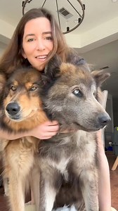 152K views · 6.1K reactions | #wolf #wolfdog #drawing #wolfpack #art #worldofwolves #nature #wolfstagram #savethewolves #instawolf #dog #draw #allaboutwolves5 #love #instagood #pack #wolftherian #oc #wolverhampton #wolvesofinstagram #sketch #wolfhybrid #animals #dogs #wolfdrawing #animalsofinstagram | Wolf Lover | Facebook