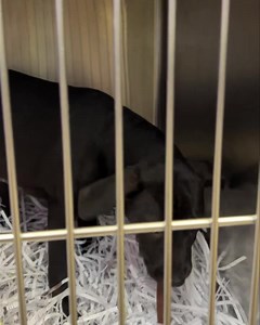 83K views · 2.2K reactions | Helga Hufflepuff. The last in her litter and the last puppy in this room not selected for adoption during our puppy special. Don’t let this precious girl sit alone. Someone come be her companion. The likelyhood of her growing up here is high unless one of you can be her rescuer.  Helga is a 5 months old retriever mix. She is 24 pounds and a canine influenza survivor. | Montgomery Humane Society Adoptable Pets | Facebook