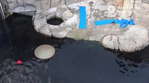 Otter adorableness floating on the Sea Otter Cam 🦦 | Monterey Bay Aquarium