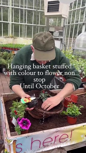 Hanging Basket Combo to Flower Non stop until October,with Begonia Bellavista Dark Leaf Red “, Million Bells “Orange with a red eye” BIDENS “Hot and Spicy”, Petunia “Fortado Purple Heart “ Lobelia “Laura Sky Blue” ALL PLANTED IN SWELL WELL COMPOST To flower non stop until October Available in webshop https://pergolanurseries.ecwid.com ALL IRELAND DELIVERY 🚚 32 Counties WEBSHOP https://pergolanurseries.ecwid.com Pergola Nurseries Garden Corner, Virginia,Co Cavan A gardeners oasis of quality plan