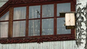 Wagtail bird Motacilla alba nest in birdhouse