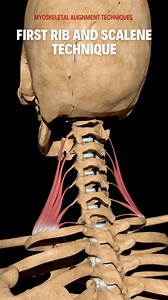 First Rib and Scalene Technique In this video excerpt, Erik demonstrates one technique to release the scalene muscles. Massage therapists, bodyworkers, and manual therapists visit erikdalton.com and sign up for Technique Tuesday. Take your pain rehab practice to the next level without subscription fees. #erikdalton #daltontechniquedemo #scalenetechnique #sportsmassage #dynamicbody #myoskeletalalignmenttechniques #daltonmyoskeletal | Erik Dalton