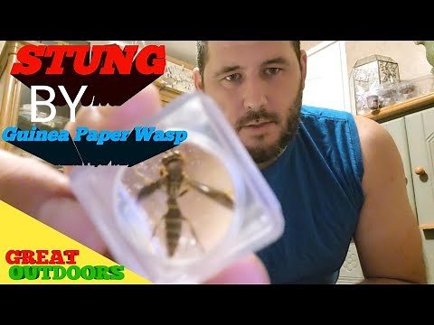 Stung by Guinea Paper wasp