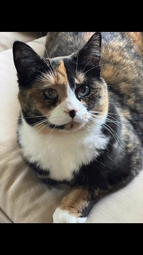 This weeks furry faces are brought to you by Bagheera, Beau, Coco, Winston, Marley, Luna, Tsuki, Chica, Scoot and Muffin | Yenita Alpaugh's In Home Cat Care