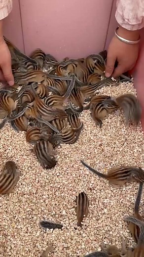 Raising and caring for mice with love and care part 387 | AK 24