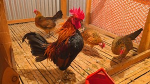 rooster crowing at night | white rooster crowing | chicken farm . . . #Roostercrowingsounds #RoosterCrowing #differentroostersounds #rooster #chicken #Roostercrowinginthemorning #RoostercrowingsoundsEffect #20Roostercrowing #RoosterCrowingCompilation #roostercrowing #roostercrowingalarm #roostercrowing rooster sounds in the med night | rooster crowing sound effect | denizli rooster crowing . . . #Roostercrowingsounds #RoosterCrowing #differentroostersounds #rooster #chicken #Roostercrowinginthem