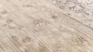 Jim Corbett Wildlife & Nature View on Reels | Facebook