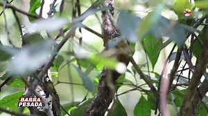 ACIDENTES OFÍDICOS SAIBA O QUE FAZER EM CASOS DE PICADAS DE COBRAS E OUTROS ANIMAIS PEÇONHENTOS | Barra Pesada Parauapebas