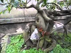 Cây cảnh đep,cay canh viet nam,cay canh bonsai