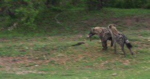 Spotted Hyena Crocuta Crocuta Adults Running Stock Footage Video (100% Royalty-free) 34087249 | Shutterstock