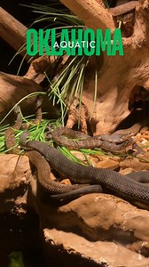 🐍 Snake Surprise! Did you know the harmless banded water snake is often mistaken for the venomous cottonmouth? 🐍🤯 Learn how to tell the difference and meet some friendly Oklahoma snakes in our Aquatic Oklahoma gallery! #AquaticOklahoma #SnakeFacts | Oklahoma Aquarium