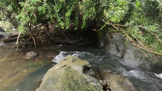 Plant systematics is the study of the diversity of plant groups and all the relationships between them—and Dr. Ana María Bedoya wades into extreme situations for her studies. Get to know one of our adventurous NYBG scientists as she shares her passion for discovery, whether it takes her to sheer cliffsides or river rapids, and get a bit of insight into the world of aquatic plants that she works to better understand. | New York Botanical Garden