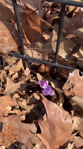 7.6K views · 206 reactions | Looks like it’s time for another Central Park Bloom Alert!  Earlier this week, we found these bright crocuses blooming... plus a few pollinator pals.  Spot them in shades of purple, blue, yellow, and white throughout Central Park. Fun fact: these spring bulbs are thermonastic, meaning on colder days their flowers close to protect their internal organs from the harsh elements. Which sign of spring are you looking out for? | Central Park | Facebook