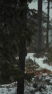 Fast Brown Bear 🐻 by @bjorneparken 🎵Joel Sunny - Luminary #bear #brownbear #winter #snow | Fubiz