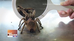5.7K views · 59 reactions | Internet regorge de vidéos surprenantes de nos amis les animaux. Mais on ne dupe pas si facilement la rédaction de Tout s'explique - RTL TVI ! Thomas Van Hamme a rencontré des petites créatures à Pairi Daiza pour tenter de démêler le vrai du faux. Rendez-vous demain soir, à 19H45, sur RTL-TVI :) #TSE #toutsexplique #vusurlenet #arachnophobesabstenir | Tout s'explique - RTL TVI | Facebook